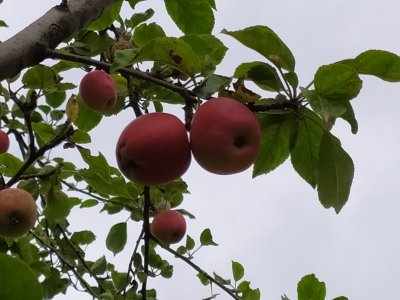 Jablíčka z naší zahrádky